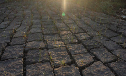 Rolnicy: W styczniu wiosna to katastrofa