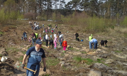 Sadzenie lasu pod Mrozowem
