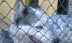 Zwierzę - zbędny balast podczas wakacji