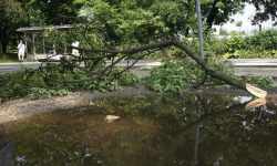 Wiatr łamał drzewa i uszkodził dach świetlicy