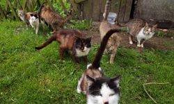 Inspektorzy sprawdzą, jak w gospodarstwach żyje się psom i kotom