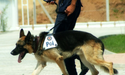 Pies policyjny wytropił wandala