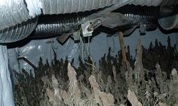 Kolejna profesjonalna hodowla trawy w budynku gospodarczym