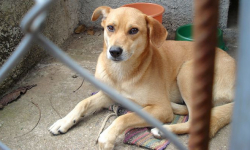 Oddaj głos, pomóż wygrać karmę dla zwierząt