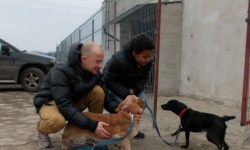 Schronisko dla zwierząt w Uciechowie w dramatycznej sytuacji