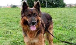 Znęcał się nad psem. Rozprawę odroczono do marca