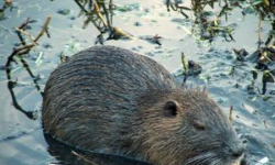 Bóbr odwiedził oczko wodne, interweniowali strażacy