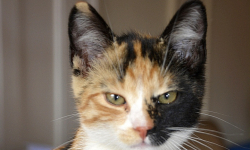 Zgubił się mały kotek. Poznajesz czyj może być? 