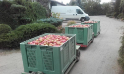 Pracownicy socjalni będą rozdawać jabłka