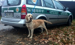Znaleziono biszkoptową labradorkę