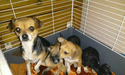 Porzucone psy o mało nie zdechły z głodu