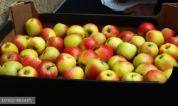 "Jabłka w roli głównej" - akcja GOPS Miękinia