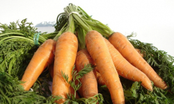 Warzywa w roli głównej -akcja GOPS