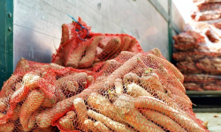 24 tony marchwi w Miękini