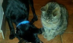 Jeden pies zaginął a drugiego znaleziono