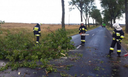 Powalone drzewa były skutkiem wczorajszej burzy