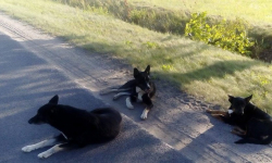 Znaleziono psy w Kadłubie. Jeden z nich szuka domu