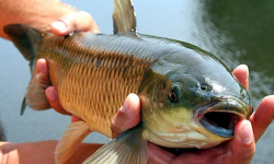 Wrześniowe zawody wędkarskie w Wilczkowie. Ruszyły zapisy