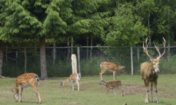 Uwięziona i pogryziona przez psa sarna. Interweniowali strażacy