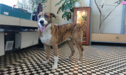 W Miękini znaleziono psa