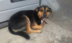 W gminie Miękinia trzy psy szukają domu