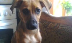 W okolicach Lenartowic i Prężyc zaginął pies