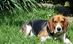 W okolicach Mrozowa zaginął pies