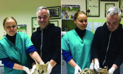 Afrykański kot na terenie fabryki w Komornikach