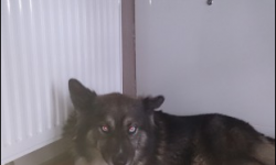 Znaleziono psa w Brzezinie