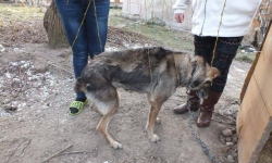 W Udaninie suczce wrósł łańcuch w szyję. Interweniował TOZ Wrocław
