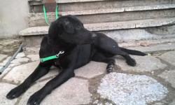 W Malczycach znaleziono psa. Może wiesz czyj jest?