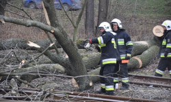 Powalone drzewa i zalana piwnica. Interwencje średzkiej straży pożarnej