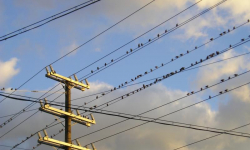 W tym tygodniu najczęściej prądu nie będzie w Wilczkowie, Rachowie, Komornikach i Przedmościu