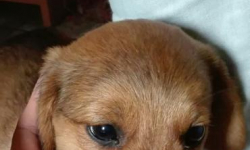 W Środzie Śląskiej znaleziono szczeniaka