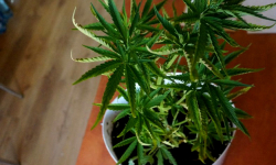  Mężczyzna mieszkający w Brzezince Średzkiej uprawiał konopie