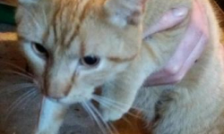 Poszukiwany właściciel kota