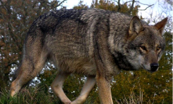 Wilki w gminie Siechnice? Urząd publikuje instrukcję, jak się zachować