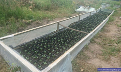 W lesie w powiecie średzkim zlikwidowano plantację konopii o wartości ponad miliona złotych