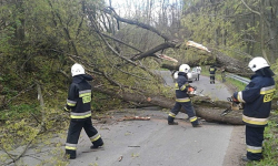 Powalone drzewo opierało się o przewody elektryczne w Wilczkowie
