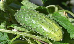 Ostrzeżenie dla hodowców: mączniak rzekomy dyniowatych atakuje ogórki