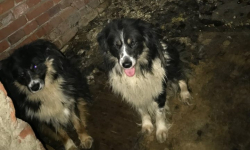 Psy były zamknięte w komórce przez dwa lata. Sprawa trafiła do prokuratury