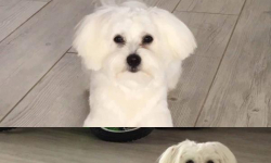 Zginął piesek. Właściciele proszą o pomoc