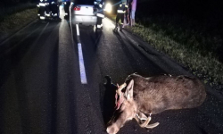 Ciężarówka zderzyła się z jeleniem