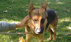 Znaleziono suczkę owczarka niemieckiego w Krępicach