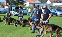 Wystawa owczarków niemieckich długowłosych w Miękini