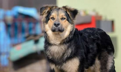 Zaginął Robin. Właściciele wyznaczyli nagrodę za jego znalezienie