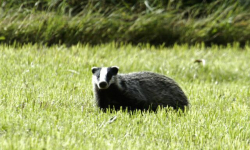 Borsuk wpadł do studzienki kanalizacyjnej. Ratowali go strażacy