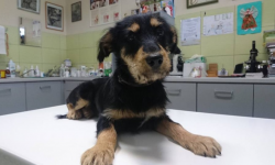 W Białkowie znaleziono 3-miesięczną suczkę. Poszukiwany jest właściciel