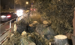 List Czytelnika: w centrum miasta ścięto ponad stuletnie drzewo. Kto się na to zgodził?