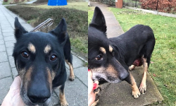 Ekostraż interweniowała w Miękini. Właścicielce odebrano psa, który miał guza